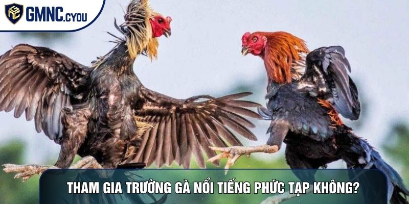 Tham gia trường gà nổi tiếng phức tạp không?